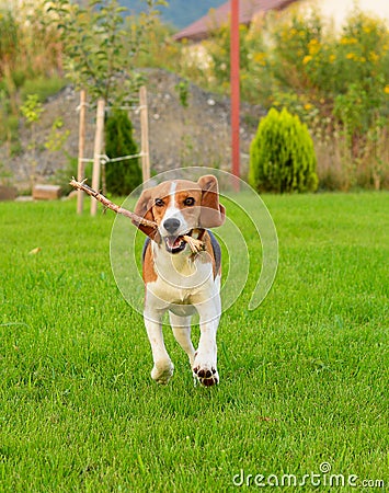 Beagle dog is running and playing with stick
