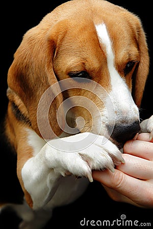 Beagle dog sniffing hand reward