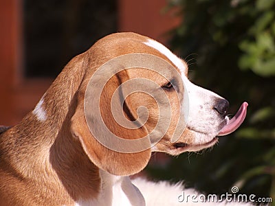 Beagle dog with tongue sticking out