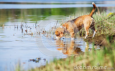 Beagle drinks water from the forest pond