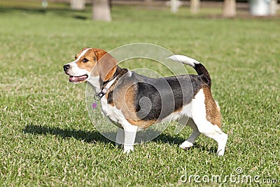 Beagle with Heart Dog Tag