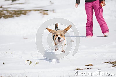 Beagle jumping in snow