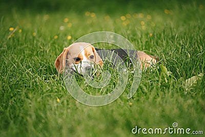 Beagle lying in grass