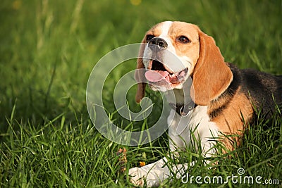 Beagle lying in grass