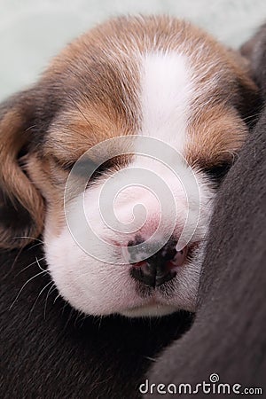 Beagle puppy