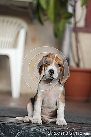 Beagle puppy