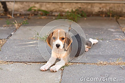 Beagle puppy