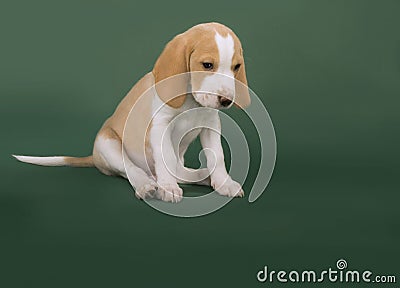 Beagle puppy