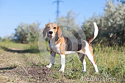 Beagle puppy dog