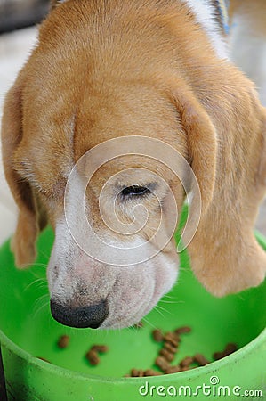Beagle puppy eating animal food in bowl