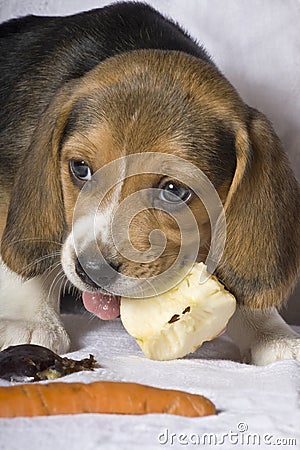 Beagle puppy eating vegetables