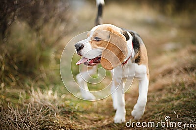 Beagle puppy looking back