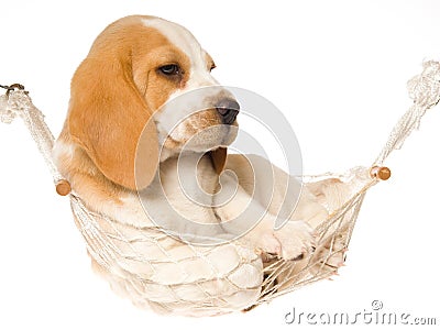 Beagle puppy lying in white hammock