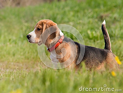 Beagle puppy outdoor shoot