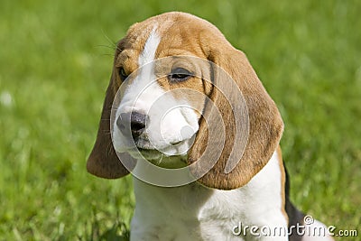 Beagle Puppy Portrait