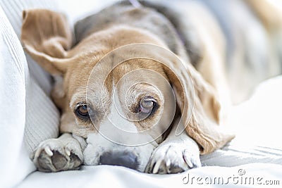 Beagle on sofa