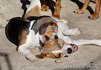 Beagles having fun