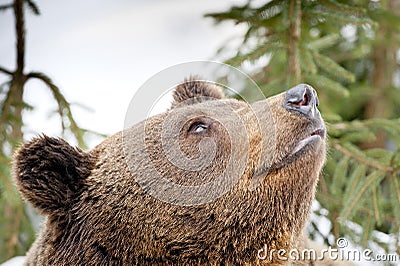 Bear brown grizzly portrait in the snow