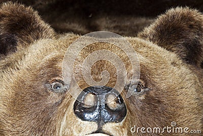 Bear head