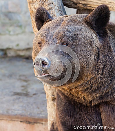 Bear portrait close