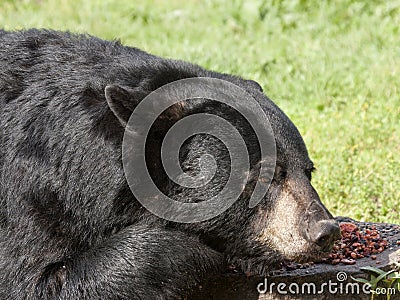 Bear Resting with Nose in Food
