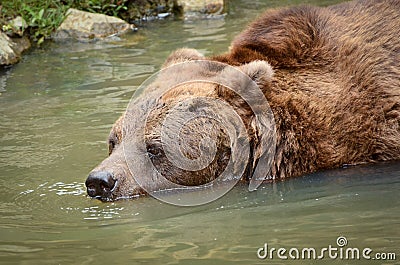 Bear Swimming