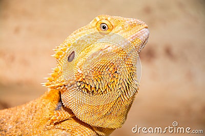 Bearded dragon