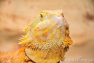 Bearded dragon