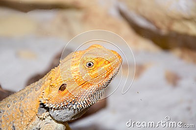 Bearded dragon