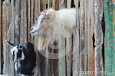 Bearded goat looking through a wooden boards