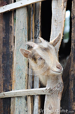 Bearded goat looking through a wooden boards