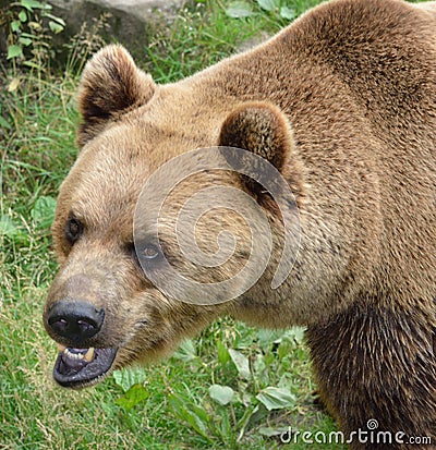Bears head