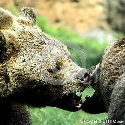Bears struggle with powerful shots and open jaws bites