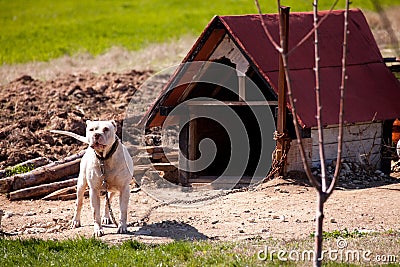 Pitbull Dog House