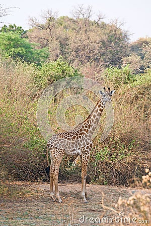 Beautiful African Giraffe