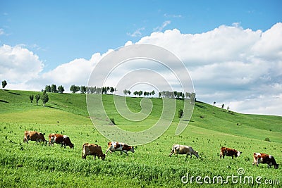 Beautiful alpine landscape with green hills and a herd of cows