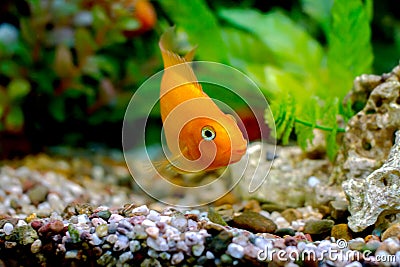 Beautiful aquarium decorative orange parrot fish