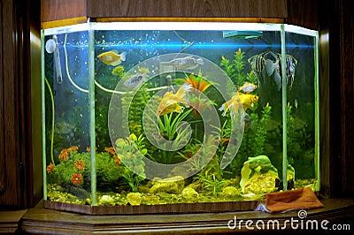 Beautiful Aquarium on Shelf