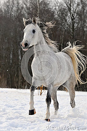 Beautiful arabian horse running on the