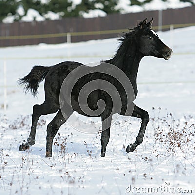 Beautiful arabian horse running in winter