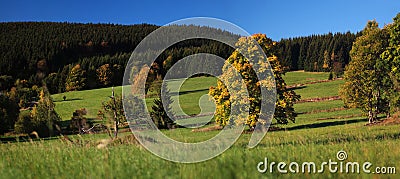 Beautiful autumn tree panorama