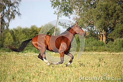 Beautiful bay horse running at the field