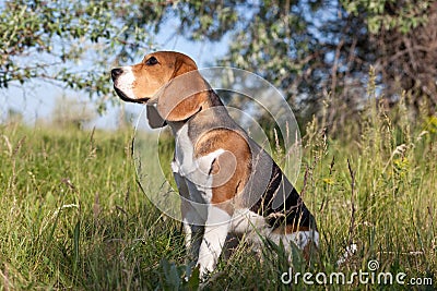 A beautiful Beagle dog