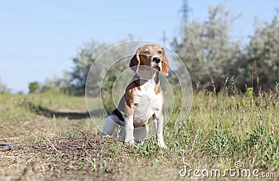 A beautiful Beagle hound dog