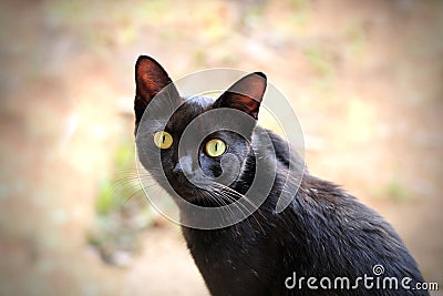 Beautiful black cat with expressive hazel eyes staring