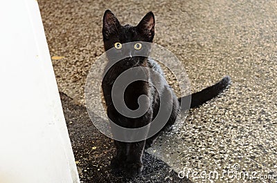 Beautiful black cat with yellow eyes