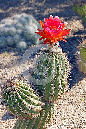 Beautiful bloom of the hedgehog cactus