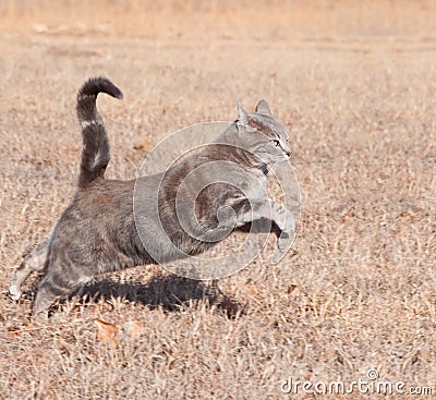 Beautiful blue tabby cat leaping while running
