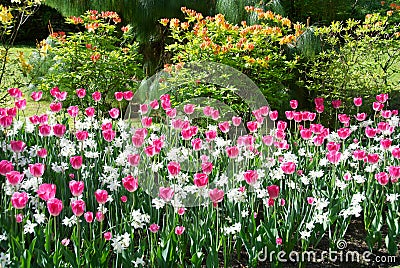 Beautiful botanic garden with tulips