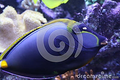 Beautiful tropical fish swimming in an aquarium